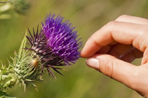 http://www.dreamstime.com/stock-photography-thistle-touch-image26926662